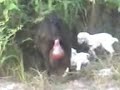 A cabritinha e os bezerrinhos