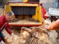 Vermeer BC 2000 XL al lavoro con tronchi di palma.