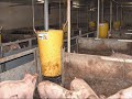 Varkentjes Wassen deel 7..Van Erf en Akker.wmv