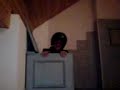 gaude mit robrtmichael
