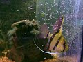 breeding scalar,zucht der skalare 29.9.07   -12 stunden alt