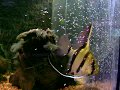 breeding scalar,zucht der skalare 29.9.07 -12 stunden alt