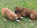 November 2009 - Daisy and friends 065.avi