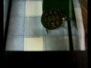 Tortuga del KaS