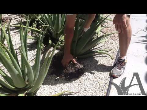 how to grow aloe vera