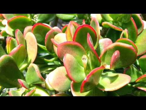 how to replant a money tree video