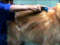 Furminator Video