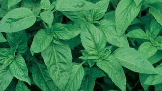 Growing Basil