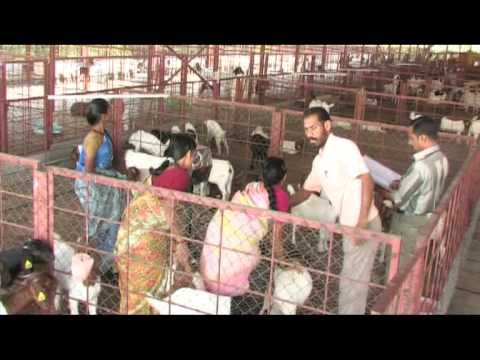 boergoat farming - Introduction to Goat Keeping.