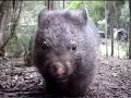 eye of the wombat