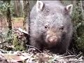 eye of the wombat eye of the wombat