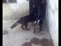 Akitas chipokludos en guadalajara jalisco el sauz \"little puppett\" Akitas chipokludos en guadalajara jalisco el sauz \"little puppett\"