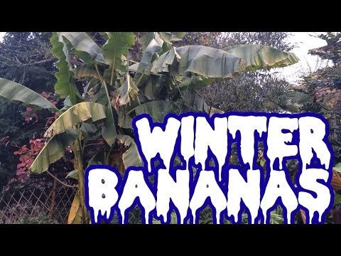 how to fertilize musa basjoo