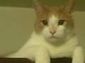 videos de Messy Marvin with scratched nose (better version)