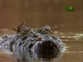 Crocodile Mob Hunting