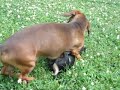 wiener puppies