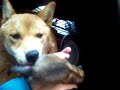 Newborn Shiba Inu puppies- 1 day Newborn Shiba Inu puppies- 1 day