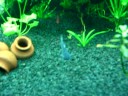 Meu aquario de 90x50x50 