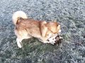Malamutes Playing - Roughly!
