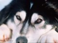 tribute to themeankitty puppy love