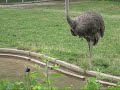Ostrich at African Savanna, Cleveland Metroparks Zoo Ostrich at African Savanna, Cleveland Metroparks Zoo