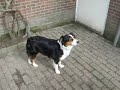 ofthesandydunes nest B 7weken