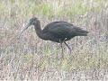 Glossy Ibis Fluke Hall 2006