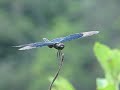???????Rhyothemis fuliginosa Selys??Video 04
