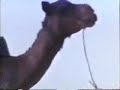 10a The Berbers: Masters of the Sahara