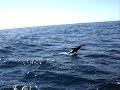 Cabo Fishing Trip