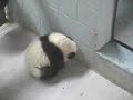 Mei Lan - A Playful Morning