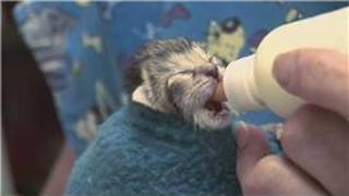 Kitten&Cat Care : How To Raise Just-Born Kittens
