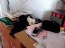 Pet rats playing on the computer desk