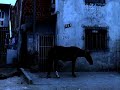 O Cavalo