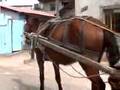 O Cavalo