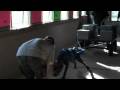 Boerboel-BLUE-Takes-