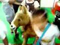 BUTTERSCOTCH Pony