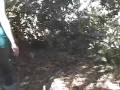 videos de D-rex scaring Jennifer