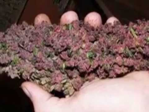 how to grow purple weed