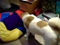 Akita Inu video