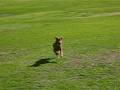 videos de Chasing Recall