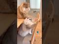 どうしても落としたい猫たち 【サイベリアン】 #shorts