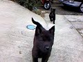 Kai Ken