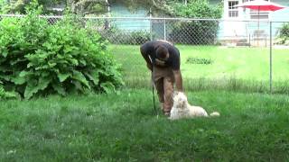 Madison Dog Training Thor the Goldendoodle with Suburban K9!