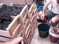 Como Fazer Vinho - 1ª Fase - Debulhando as Uvas