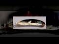 feathers2