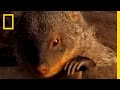 Stork vs. Mongoose