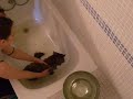 Ba�ar al gato