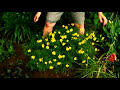 How to Grow and Care For Perennial Plants : How to Grow Coreopsis