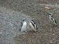 Magellanic penguins of Punta Tombo, Argentina